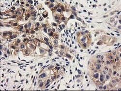 ILVBL Mouse anti-Human, Clone: OTI1A12, lyophilized, TrueMAB 100 &mu;g;