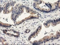 ILVBL Mouse anti-Human, Clone: OTI1A12, lyophilized, TrueMAB 100 &mu;g;