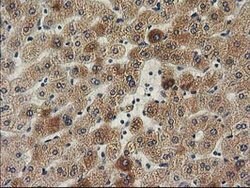 ILVBL Mouse anti-Human, Clone: OTI1A12, lyophilized, TrueMAB 100 &mu;g;