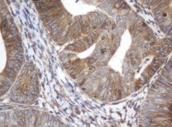 ILVBL Mouse anti-Human, Clone: OTI3E9, lyophilized, TrueMAB 100 &mu;g;