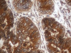 ILVBL Mouse anti-Human, Clone: OTI3E9, lyophilized, TrueMAB 100 &mu;g;