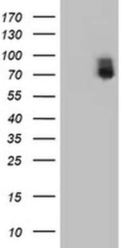ILVBL Mouse anti-Human, Rat, Clone: OTI8A12, liquid, TrueMAB 100 &mu;L;