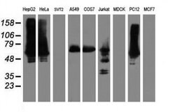 ILVBL Mouse anti-Human, Rat, Clone: OTI8A12, liquid, TrueMAB 100 &mu;L;
