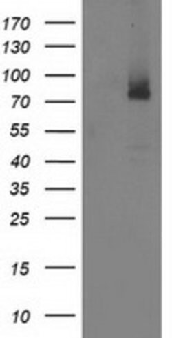 ILVBL Mouse anti-Human, Clone: OTI1A12, lyophilized, TrueMAB 100 &mu;g;