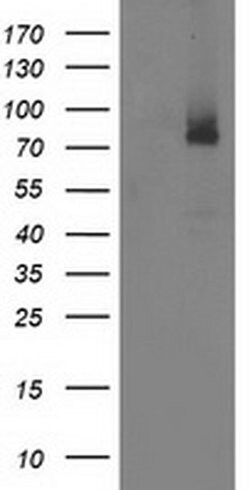ILVBL Monoclonal Antibody (OTI1A12), TrueMAB , OriGene 100 &mu;L; Unconjugated:Antibodies,