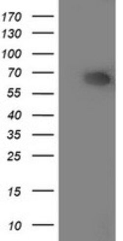 ILVBL Mouse anti-Human, Clone: OTI4E4, lyophilized, TrueMAB 100 &mu;g | Buy Online | OriGene | Fisher Scientific