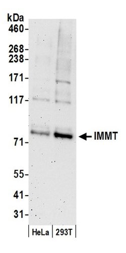 IMMT/Mitofilin Polyclonal Antibody, Bethyl Laboratories 20 &mu;L | Buy Online | Bethyl Laboratories, Inc | Fisher Scientific