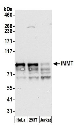 IMMT/Mitofilin Polyclonal Antibody, Bethyl Laboratories:Antibodies:Primary
