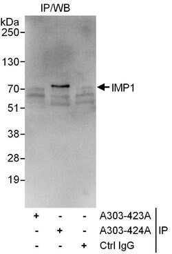 IMP1 Rabbit anti-Human, Polyclonal, Bethyl Laboratories 10 &mu;L; Unconjugated:Antibodies,