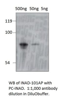 inaD Rabbit anti-Drosophila, Polyclonal, FabGennix 200 &mu;L; Unconjugated:Antibodies,