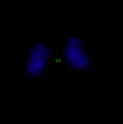 INCENP Polyclonal Antibody, Bethyl Laboratories 10 &mu;L; Unconjugated:Antibodies,