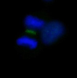 INCENP Polyclonal Antibody, Bethyl Laboratories 10 &mu;L; Unconjugated:Antibodies,