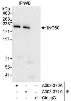 INO80 Rabbit anti-Human, Polyclonal, Bethyl Laboratories 100 &mu;l; Unlabeled:Antibodies,