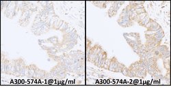 INPPL1/SHIP2 Rabbit anti-Human, Mouse, Polyclonal, Bethyl Laboratories