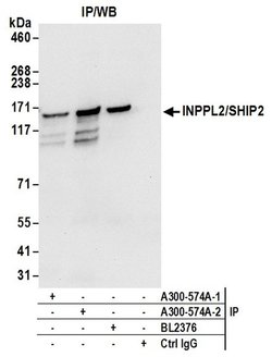 INPPL1/SHIP2 Rabbit anti-Human, Mouse, Polyclonal, Bethyl Laboratories