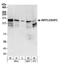 INPPL1/SHIP2 Rabbit anti-Human, Mouse, Polyclonal, Bethyl Laboratories