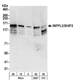 INPPL1/SHIP2 Polyclonal Antibody, Bethyl Laboratories 20 &mu;L; Unconjugated:Antibodies,