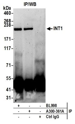INT1 Rabbit anti-Human, Mouse, Polyclonal, Bethyl Laboratories 100 &mu;L;