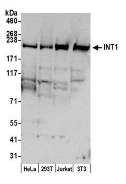 INT1 Polyclonal Antibody, Bethyl Laboratories 20 &mu;L; Unconjugated:Antibodies,