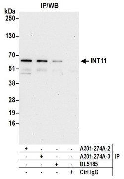 INT11 Rabbit anti-Human, Mouse, Polyclonal, Bethyl Laboratories 100 &mu;L;