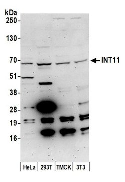 INT11 Rabbit anti-Human, Mouse, Polyclonal, Bethyl Laboratories 100 &mu;L;