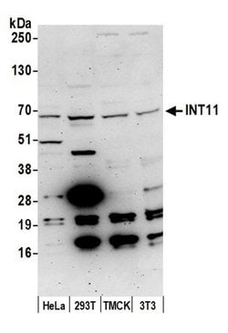 INT11 Polyclonal Antibody, Bethyl Laboratories 20 &mu;L; Unconjugated:Antibodies,