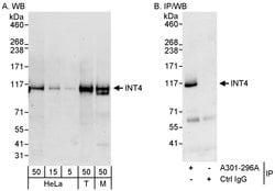 INT4 Rabbit anti-Human, Mouse, Polyclonal, Bethyl Laboratories 100 &mu;L;