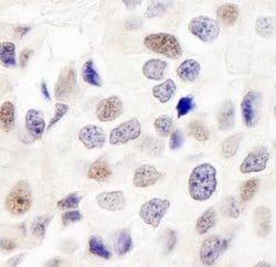 INT7 Rabbit anti-Human, Polyclonal, Bethyl Laboratories 100 &mu;L; Unconjugated:Antibodies,
