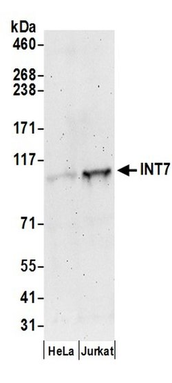 INT7 Rabbit anti-Human, Polyclonal, Bethyl Laboratories 100 &mu;L; Unconjugated:Antibodies,