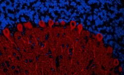 IP3R1 Rabbit anti-Human, Mouse, Polyclonal, Bethyl Laboratories 100 &mu;l;