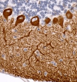 IP3R1 Rabbit anti-Human, Mouse, Polyclonal, Bethyl Laboratories 100 &mu;l;