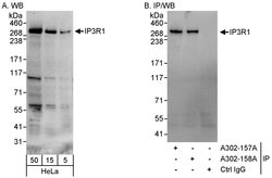 IP3R1 Rabbit anti-Human, Polyclonal, Bethyl Laboratories 100 &mu;L; Unconjugated:Antibodies,