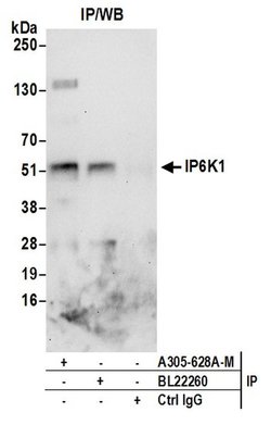 IP6K1 Polyclonal Antibody, Bethyl Laboratories:Antibodies:Primary Antibodies