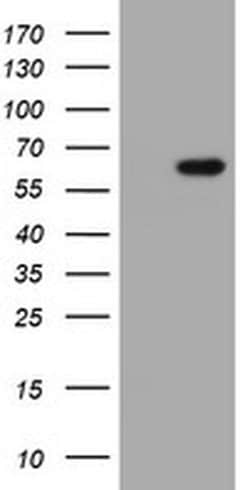 IPCEF1 Monoclonal Antibody (OTI3G2), TrueMAB , OriGene 100 &mu;L; Unconjugated:Antibodies,