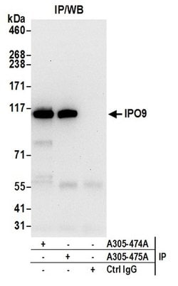 IPO9 Rabbit anti-Human, Mouse, Polyclonal, Bethyl Laboratories 100 &mu;L;