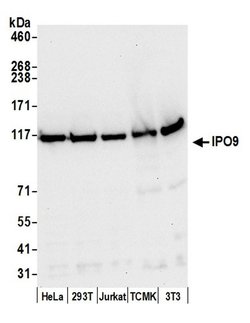 IPO9 Rabbit anti-Human, Mouse, Polyclonal, Bethyl Laboratories 100 &mu;L;