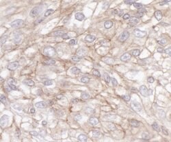 IQGAP1 Rabbit anti-Human, Polyclonal, Bethyl Laboratories 100 &mu;L; Unconjugated:Antibodies,