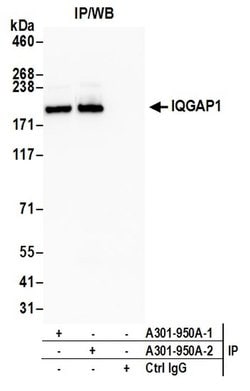 IQGAP1 Rabbit anti-Human, Polyclonal, Bethyl Laboratories 100 &mu;L; Unconjugated:Antibodies,