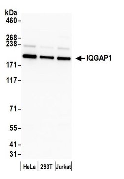 IQGAP1 Rabbit anti-Human, Polyclonal, Bethyl Laboratories 100 &mu;L; Unconjugated:Antibodies,