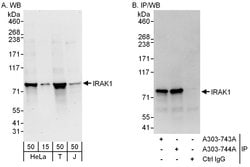 IRAK1 Rabbit anti-Human, Polyclonal, Bethyl Laboratories 100 &mu;L; Unconjugated:Antibodies,