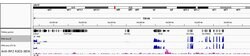 IRF2 Rabbit anti-Human, Polyclonal, Bethyl Laboratories 10 &mu;l; Unlabeled:Antibodies,