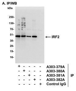 IRF2 Rabbit anti-Human, Polyclonal, Bethyl Laboratories 10 &mu;l; Unlabeled:Antibodies,