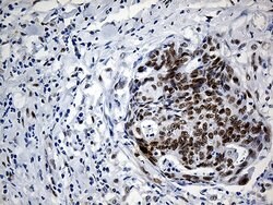 IRF2BP1 Monoclonal Antibody (OTI6C9), TrueMAB , OriGene 100 &mu;L; Unconjugated:Antibodies,
