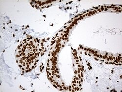 IRF2BP1 Monoclonal Antibody (OTI3A6), TrueMAB , OriGene 100 &mu;L; Unconjugated:Antibodies,