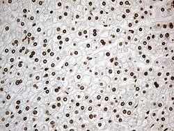 IRF2BP1 Monoclonal Antibody (OTI3A6), TrueMAB , OriGene 100 &mu;L; Unconjugated:Antibodies,