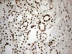 IRF2BP1 Monoclonal Antibody (OTI5H7), TrueMAB , OriGene 100 &mu;L; Unconjugated:Antibodies,