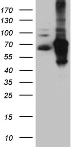 IRF2BP1 Monoclonal Antibody (OTI6C9), TrueMAB , OriGene 100 &mu;L; Unconjugated:Antibodies,