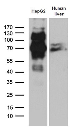 IRF2BP1 Monoclonal Antibody (OTI6C9), TrueMAB , OriGene 100 &mu;L; Unconjugated:Antibodies,