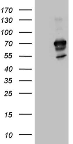 IRF2BP1 Monoclonal Antibody (OTI1H9), TrueMAB , OriGene 100 &mu;L; Unconjugated:Antibodies,