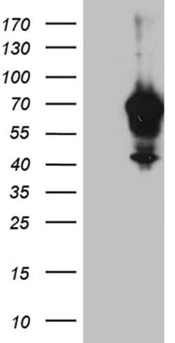 IRF2BP1 Monoclonal Antibody (OTI5H7), TrueMAB , OriGene 100 &mu;L; Unconjugated:Antibodies,